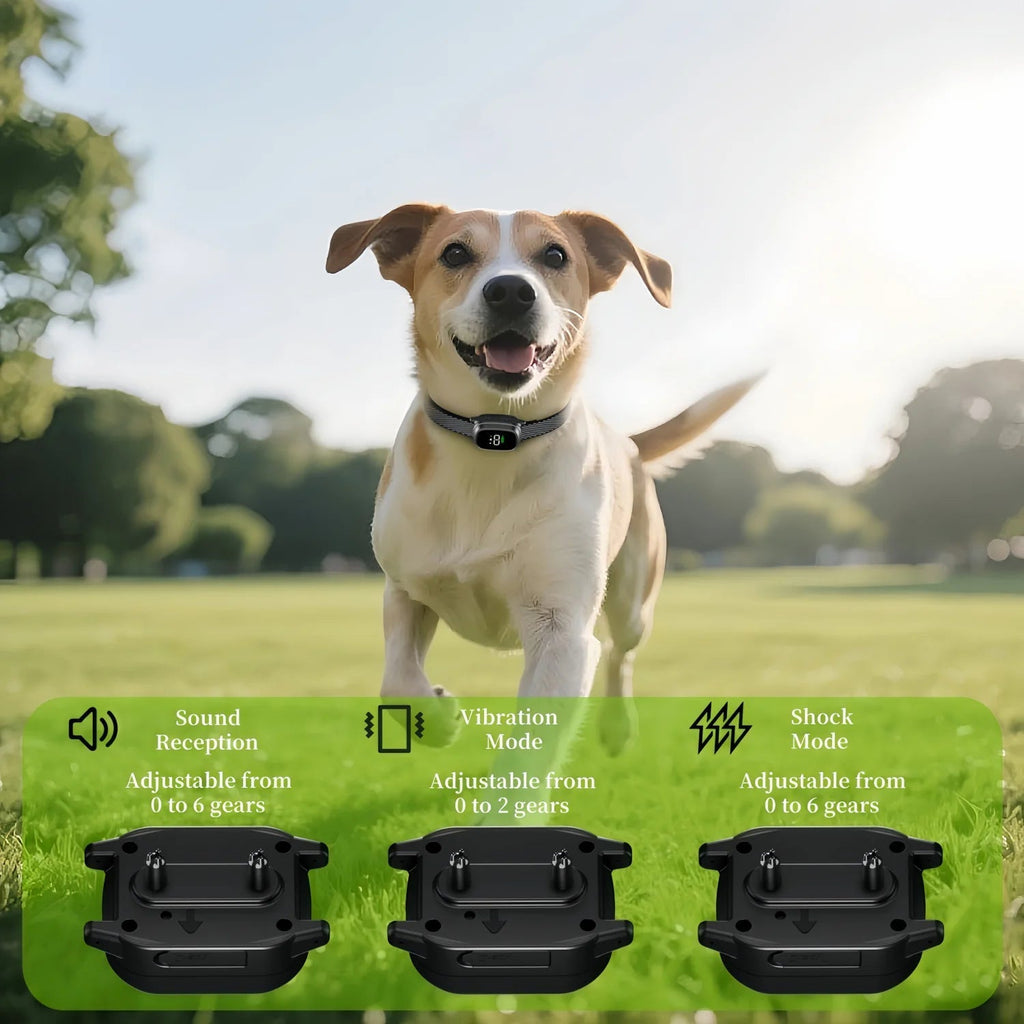 Dog wearing a WhisiPaw Dog Anti Bark Collar with adjustable modes on a grassy field